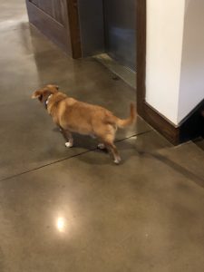The gift shop and public areas are patrolled by an Employees dog