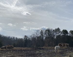 Cows on the McMillan on 1/16/2020, they’ve since been sold and on new pasture land, 